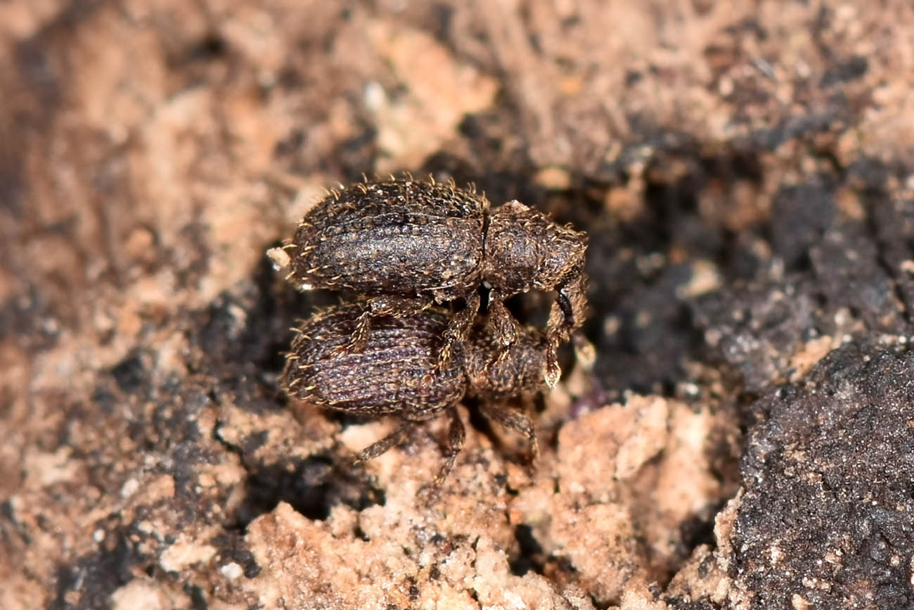 Curculionidae: Echinomorphus ravouxi